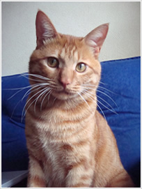 お受けできる写真 1