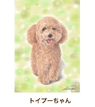 トイプーちゃん